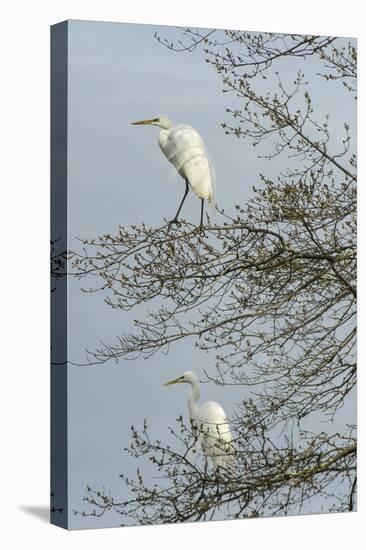 Egret-Gary Carter-Premier Image Canvas