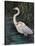 Egrets On Blue-Robertson-Stretched Canvas