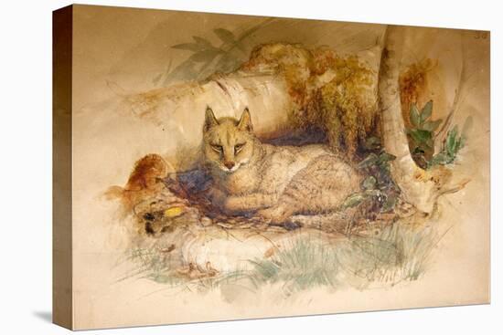 Egyptian Cat, 1851-69-Joseph Wolf-Premier Image Canvas