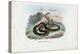 Egyptian Cobra, 1863-79-Raimundo Petraroja-Premier Image Canvas