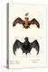 Egyptian Free-Tailed Bat, 1824-Karl Joseph Brodtmann-Premier Image Canvas