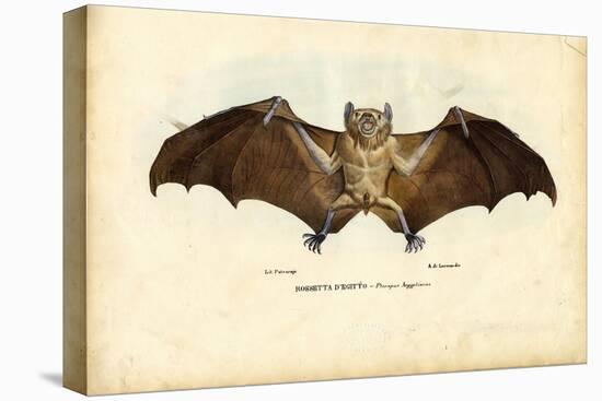 Egyptian Fruit Bat, 1863-79-Raimundo Petraroja-Premier Image Canvas