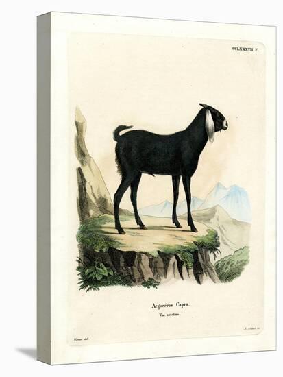 Egyptian Goat-null-Premier Image Canvas