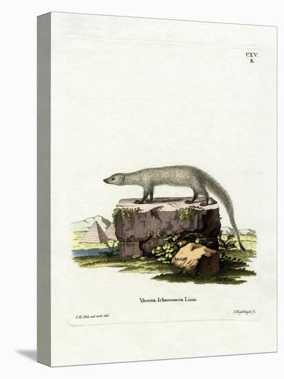 Egyptian Mongoose-null-Premier Image Canvas