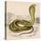 Egyptian or Brown Cobra-null-Premier Image Canvas
