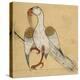 Egyptian Vulture-Aristotle ibn Bakhtishu-Premier Image Canvas