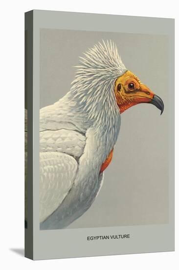 Egyptian Vulture-Louis Agassiz Fuertes-Stretched Canvas