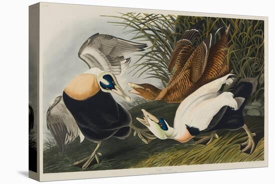 Eider Duck, 1835-John James Audubon-Premier Image Canvas