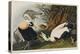 Eider Duck, 1835-John James Audubon-Premier Image Canvas