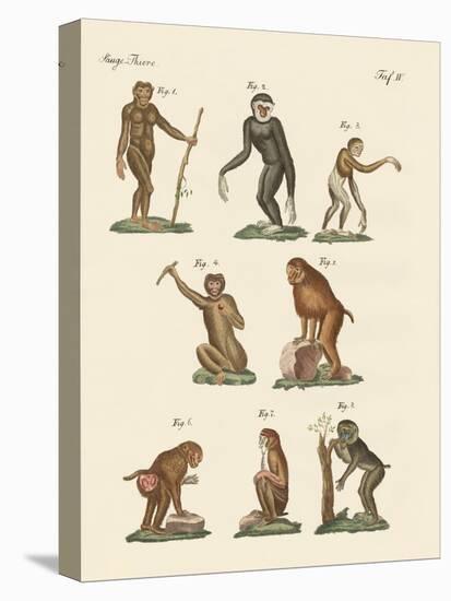 Eight Kinds of Monkeys-null-Premier Image Canvas