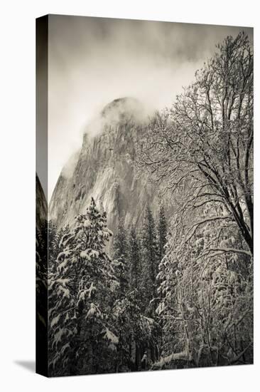 El Capitan and black oak in winter, Yosemite National Park, California, USA-Russ Bishop-Premier Image Canvas