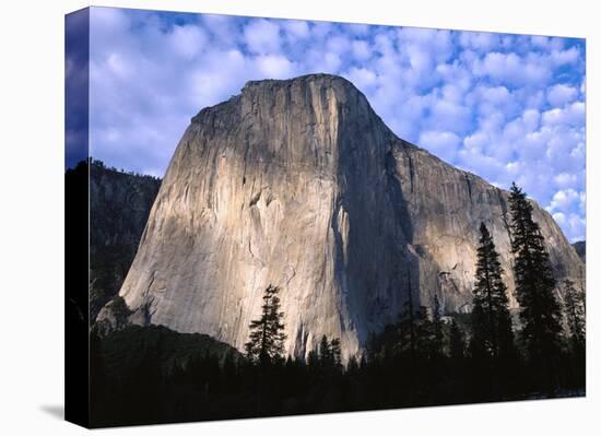 El Capitan rising over the forest, Yosemite National Park, California-Tim Fitzharris-Stretched Canvas