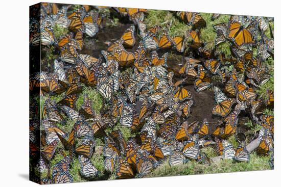 El Rosario Butterfly Reserve, Mexico-Howie Garber-Premier Image Canvas