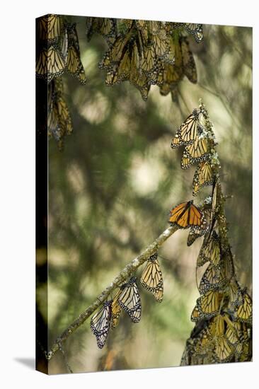 El Rosario Monarch Butterfly Reserve, Michoacan, Angangueilo, Mexico-Howie Garber-Premier Image Canvas