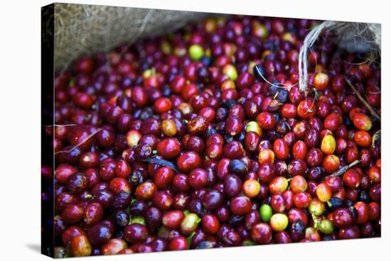 El Salvador, Central America. Carmen Organic Coffee Estate.-Connie Bransilver-Premier Image Canvas