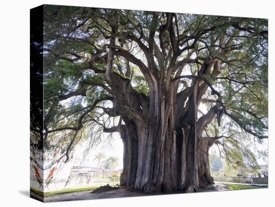 El Tule Tree, the Worlds Largest Tree By Circumference, Oaxaca State, Mexico, North America-Christian Kober-Premier Image Canvas