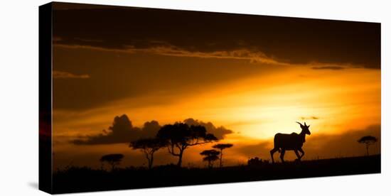 Eland at sunset, Masai Mara, Kenya, East Africa, Africa-Karen Deakin-Premier Image Canvas