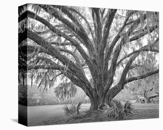 Elder Oak with Palmettos-William Guion-Stretched Canvas