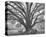 Elder Oak with Palmettos-William Guion-Stretched Canvas