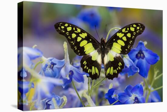 Electric Green Swallowtail Butterfly, Graphium Tyndereus-Darrell Gulin-Premier Image Canvas