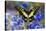 Electric Green Swallowtail Butterfly, Graphium Tyndereus-Darrell Gulin-Premier Image Canvas