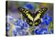 Electric Green Swallowtail Butterfly, Graphium Tyndereus-Darrell Gulin-Premier Image Canvas