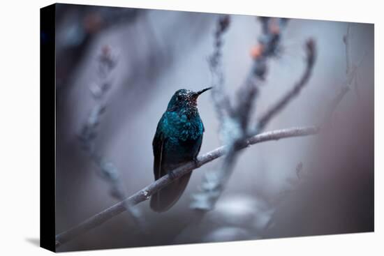 Electrical Blue-Fabien Bravin-Premier Image Canvas