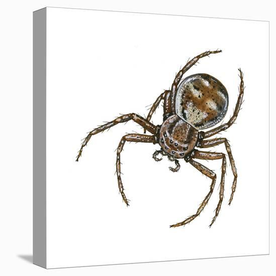 Elegant Crab Spider (Xysticus Elegans), Arachnids-Encyclopaedia Britannica-Stretched Canvas