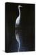 Elegant Egret II-David Drost-Premier Image Canvas