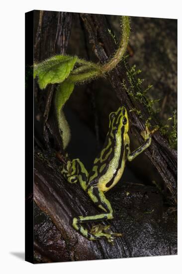 Elegant Harlequin Frog, Choco Region, Ecuador-Pete Oxford-Premier Image Canvas