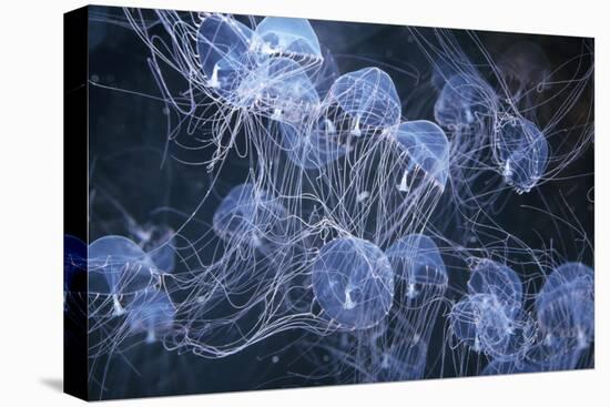 Elegant Hydromedusa Jellyfish-null-Premier Image Canvas