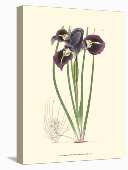 Elegant Iris II-Samuel Curtis-Stretched Canvas