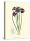 Elegant Iris II-Samuel Curtis-Stretched Canvas
