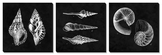 Elegant Negative - Shells-N^ Harbick-Stretched Canvas