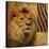 Elegant Safari II (Lion)-Patricia Pinto-Stretched Canvas