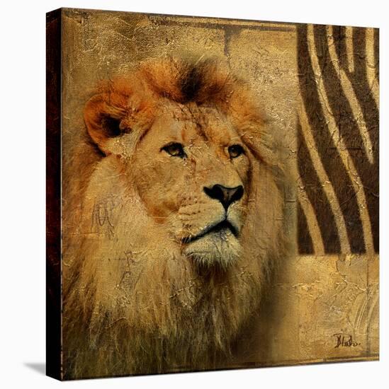 Elegant Safari II (Lion)-Patricia Pinto-Stretched Canvas