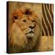Elegant Safari II (Lion)-Patricia Pinto-Stretched Canvas