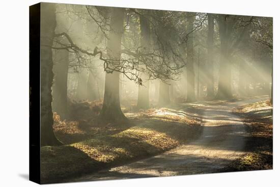 Elegant Sunshine-Matt Roseveare-Stretched Canvas