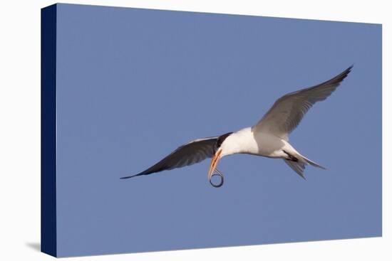 Elegant Tern Flys with Pipefish in it's Bill-Hal Beral-Premier Image Canvas