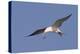 Elegant Tern Flys with Pipefish in it's Bill-Hal Beral-Premier Image Canvas