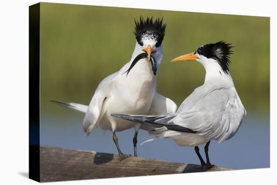 Elegant Tern Offers Fish to Potential Mate-Hal Beral-Premier Image Canvas