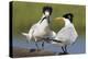 Elegant Tern Offers Fish to Potential Mate-Hal Beral-Premier Image Canvas