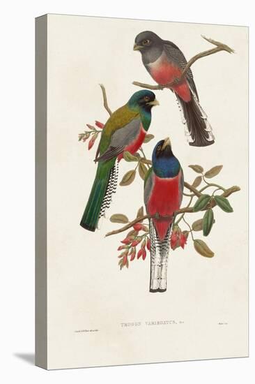 Elegant Trogons IX-John Gould-Stretched Canvas