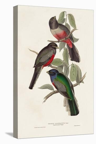 Elegant Trogons V-John Gould-Stretched Canvas