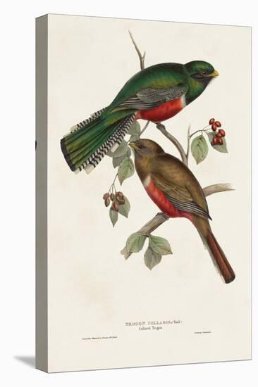 Elegant Trogons VI-John Gould-Stretched Canvas