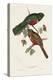 Elegant Trogons VI-John Gould-Stretched Canvas