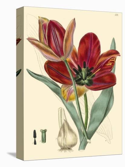 Elegant Tulips V-null-Stretched Canvas