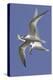 Elegnat Terns in Flight with Fish in their Bills-Hal Beral-Premier Image Canvas