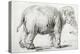Elephant, 1637, Black Chalk Drawing-Rembrandt van Rijn-Premier Image Canvas