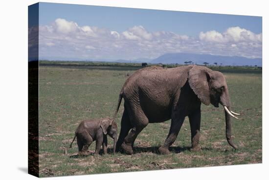 Elephant Adult and Baby-DLILLC-Premier Image Canvas